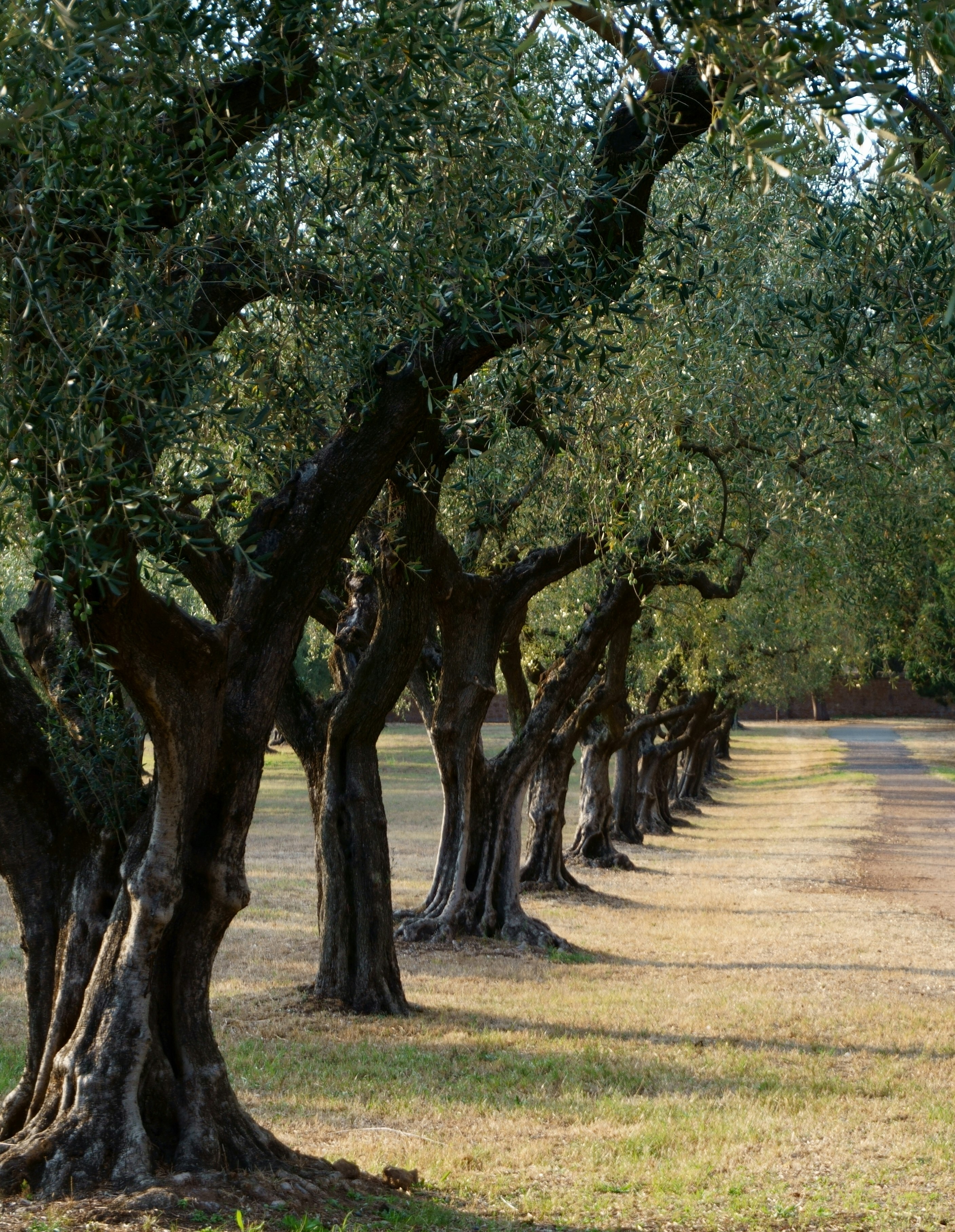 Olive grove